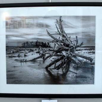 Driftwood at Vols Island by Bill Doucet, 1st Place